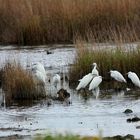 Aigrette Garzette