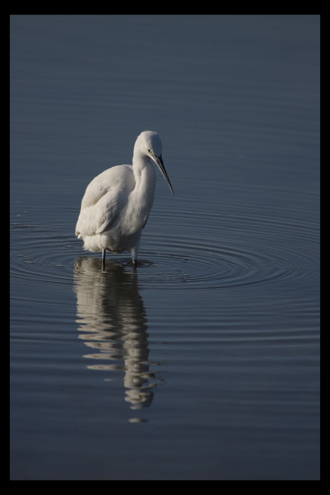 Aigrette garzette (9)