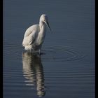 Aigrette garzette (9)