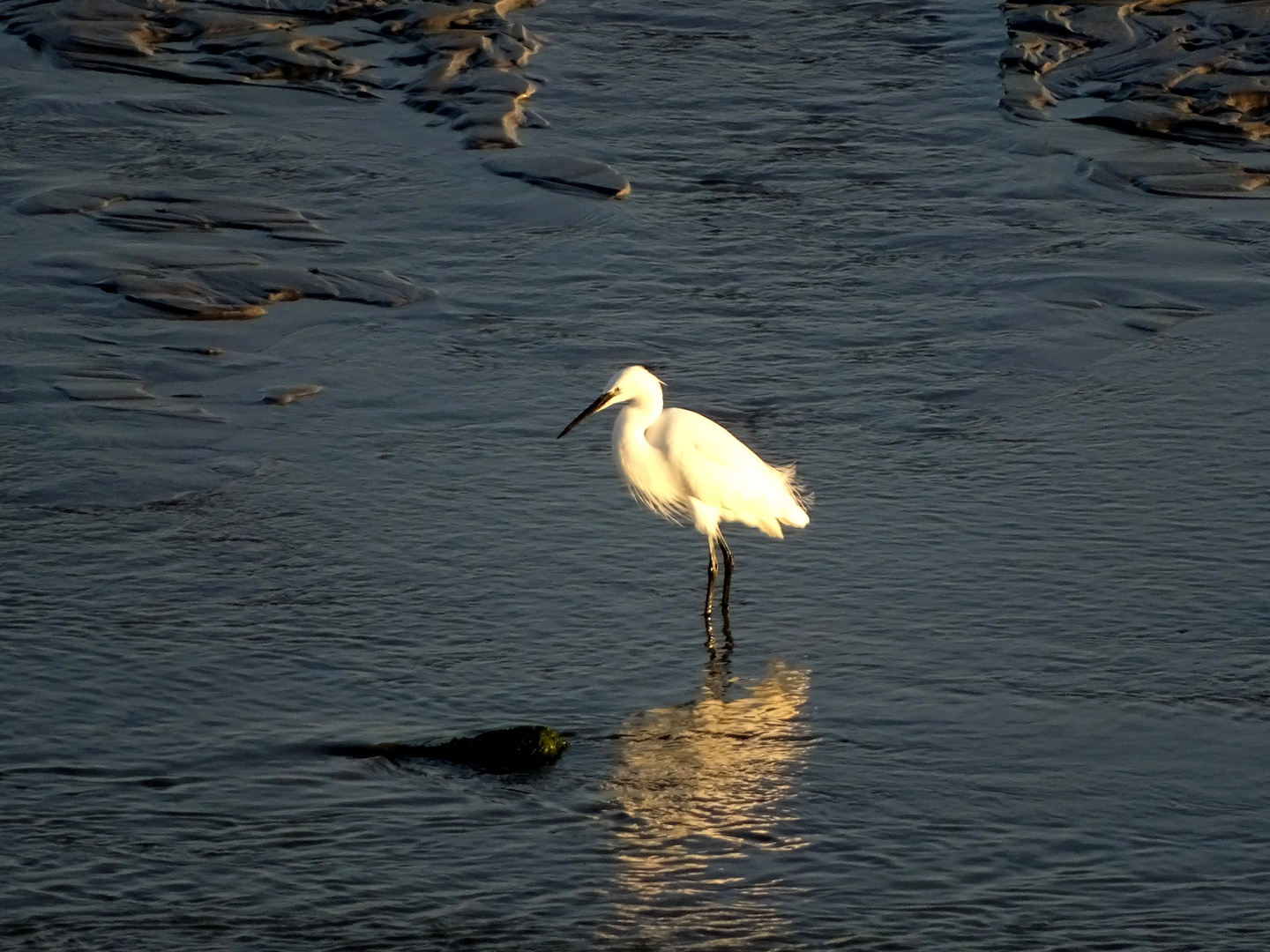 Aigrette garzette