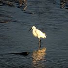 Aigrette garzette