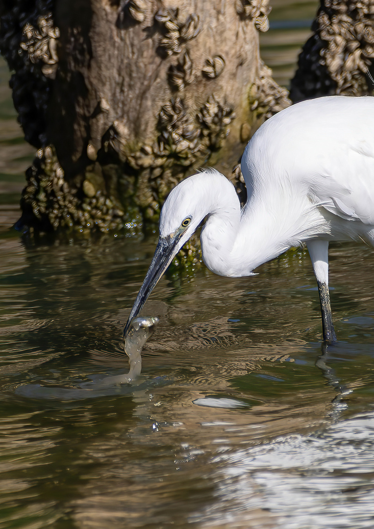 Aigrette garzette