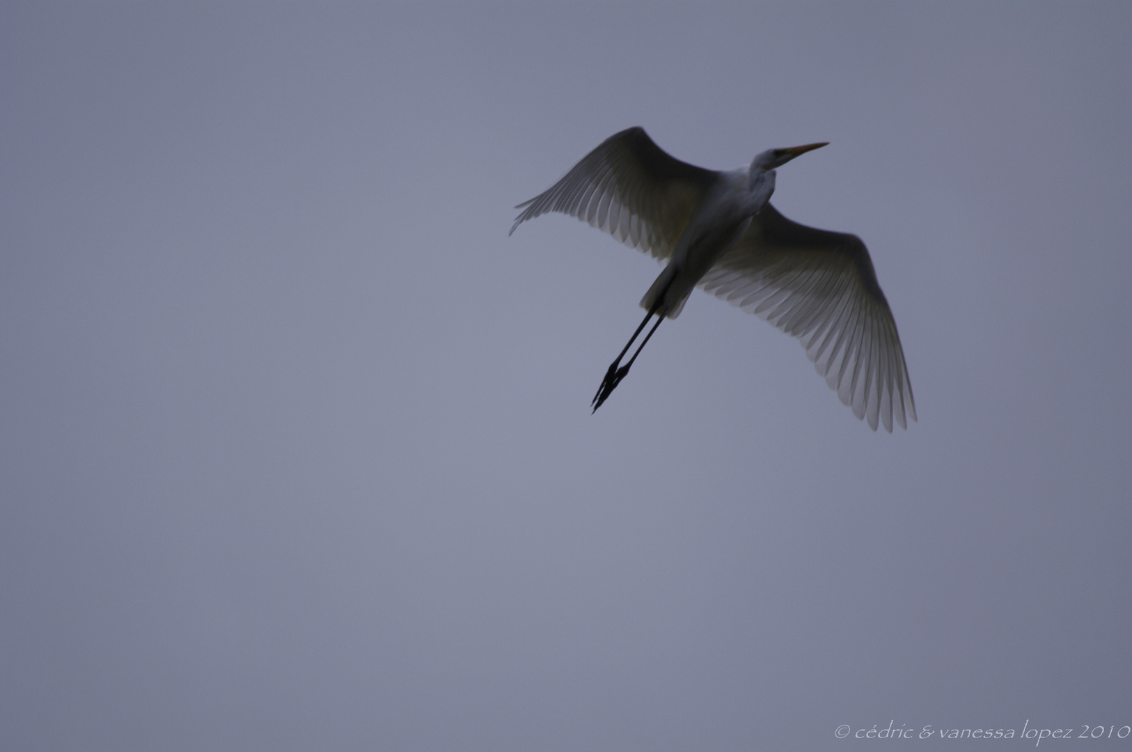 Aigrette garzette