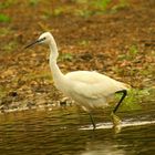 Aigrette garzette