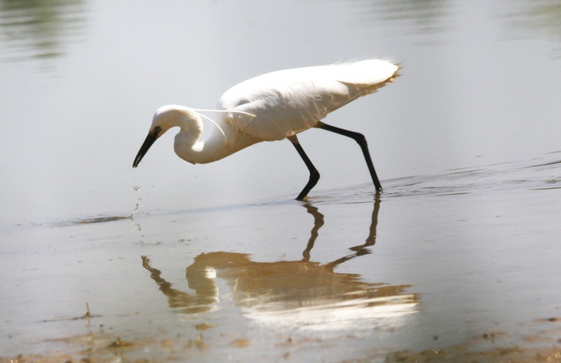 aigrette garzette a la peche 1