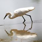 aigrette garzette a la peche 1