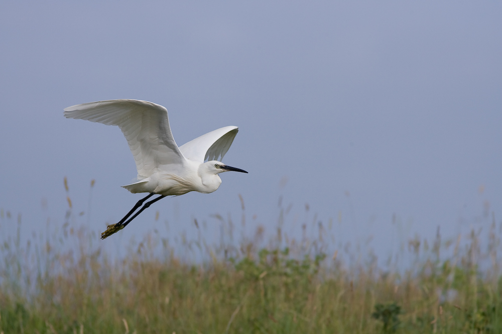 Aigrette Garzette à l'Envol