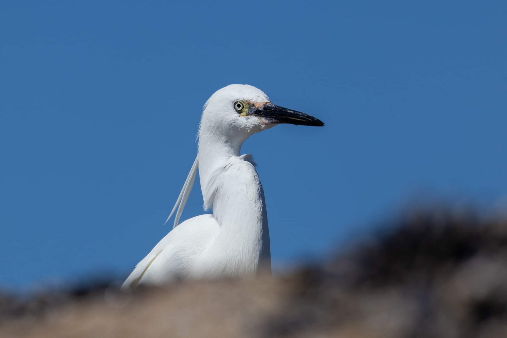 Aigrette garzette 