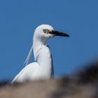 Aigrette garzette 