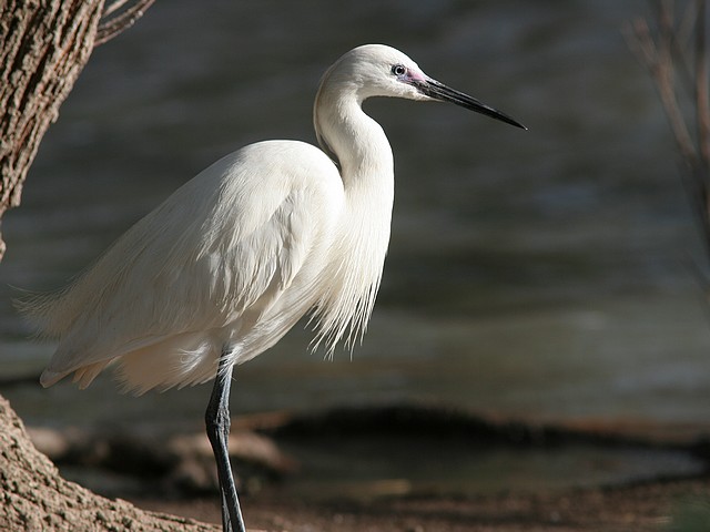 Aigrette garzette