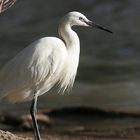 Aigrette garzette