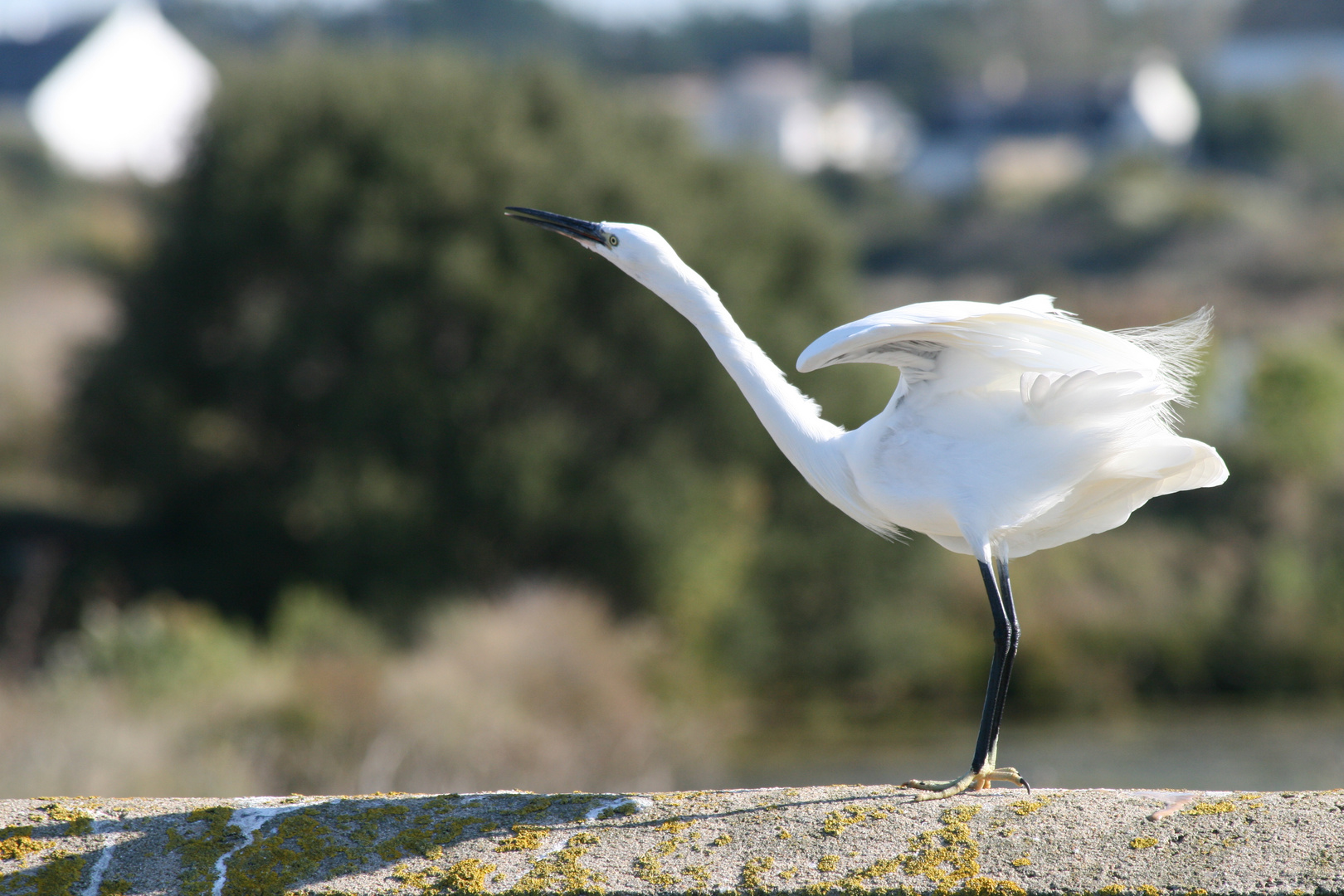 Aigrette garzette