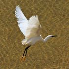 Aigrette garzette ailes déployées