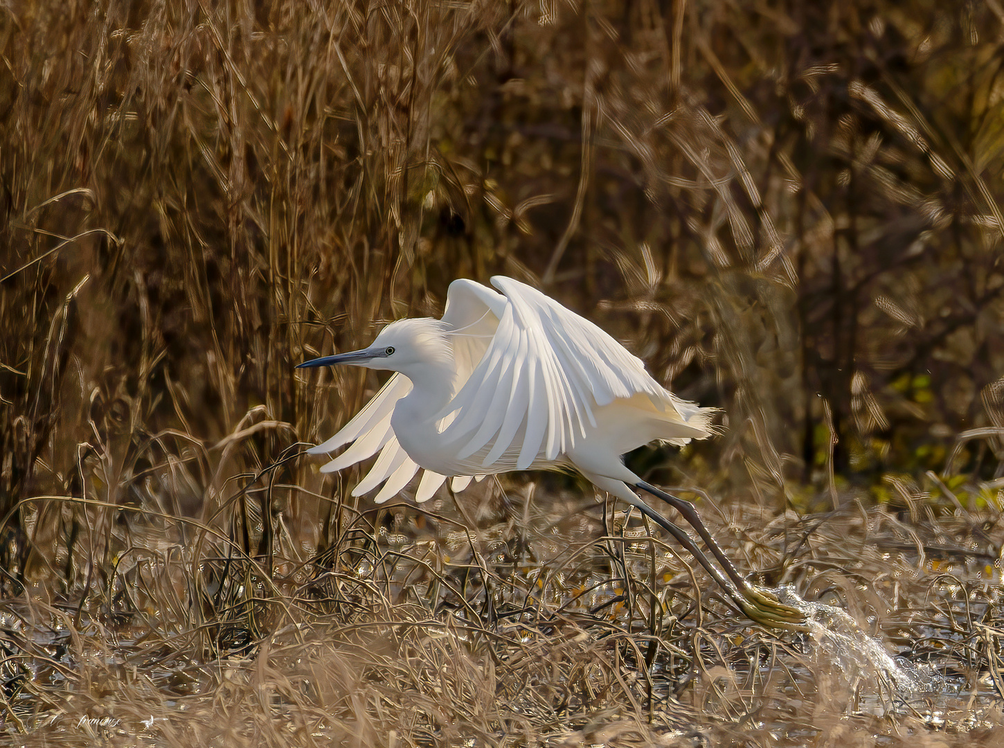 Aigrette garzette