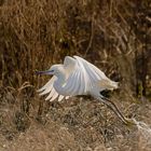 Aigrette garzette