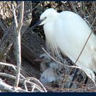 AIGRETTE GARZETTE