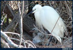 AIGRETTE GARZETTE