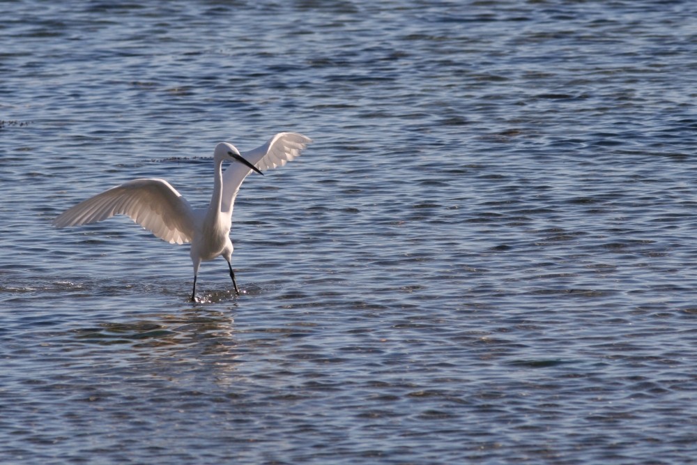 Aigrette Garzette