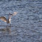 Aigrette Garzette