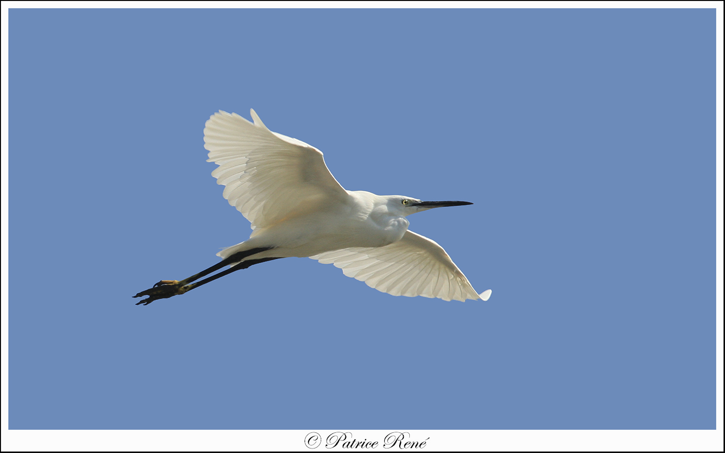 Aigrette Garzette