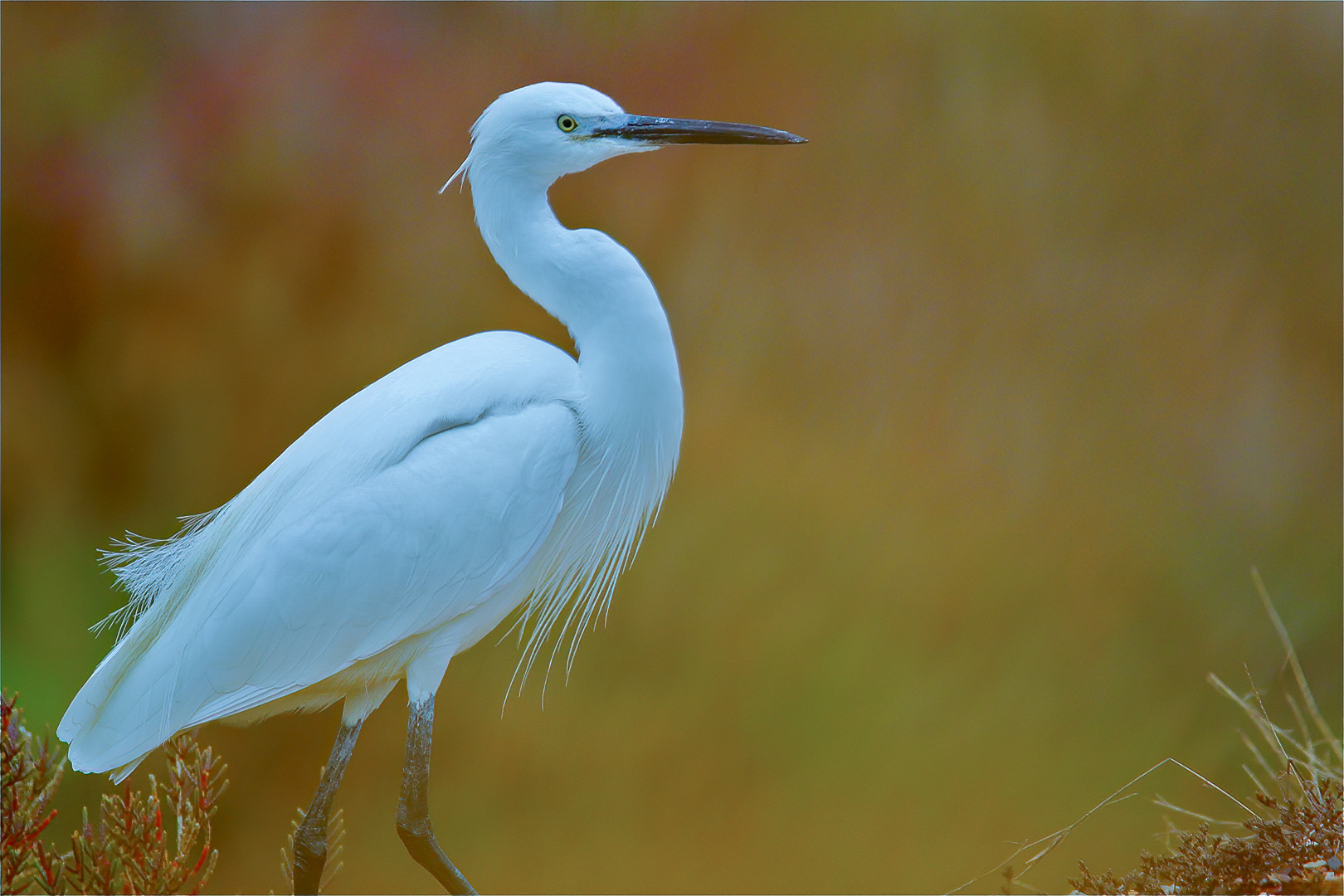 Aigrette Garzette