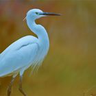 Aigrette Garzette