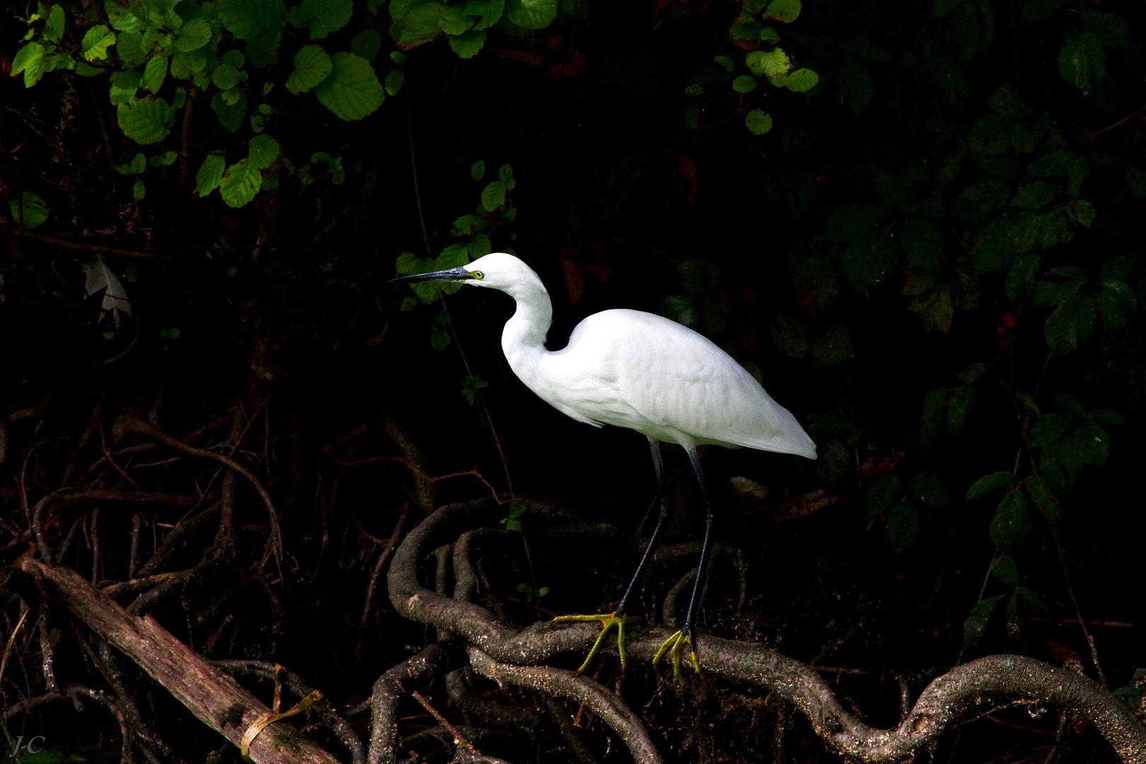 "  Aigrette garzette "