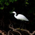 "  Aigrette garzette "