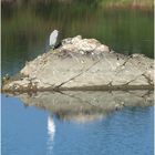 Aigrette garzette