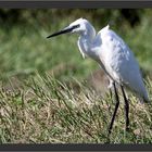 Aigrette Garzette