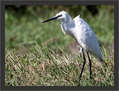 Aigrette Garzette