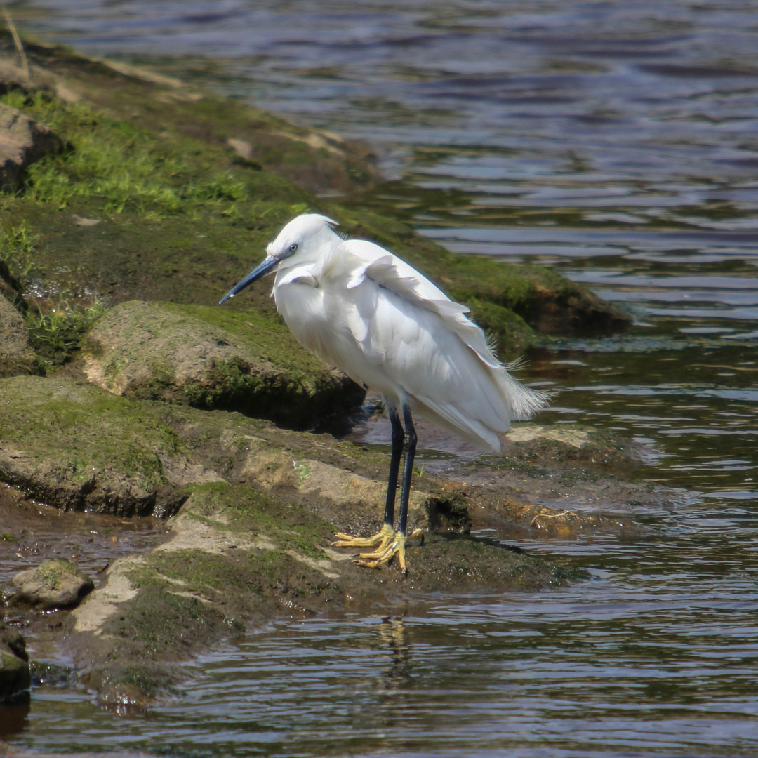 Aigrette Garzette de Port Louis 56