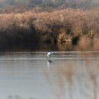 Aigrette Garzette 