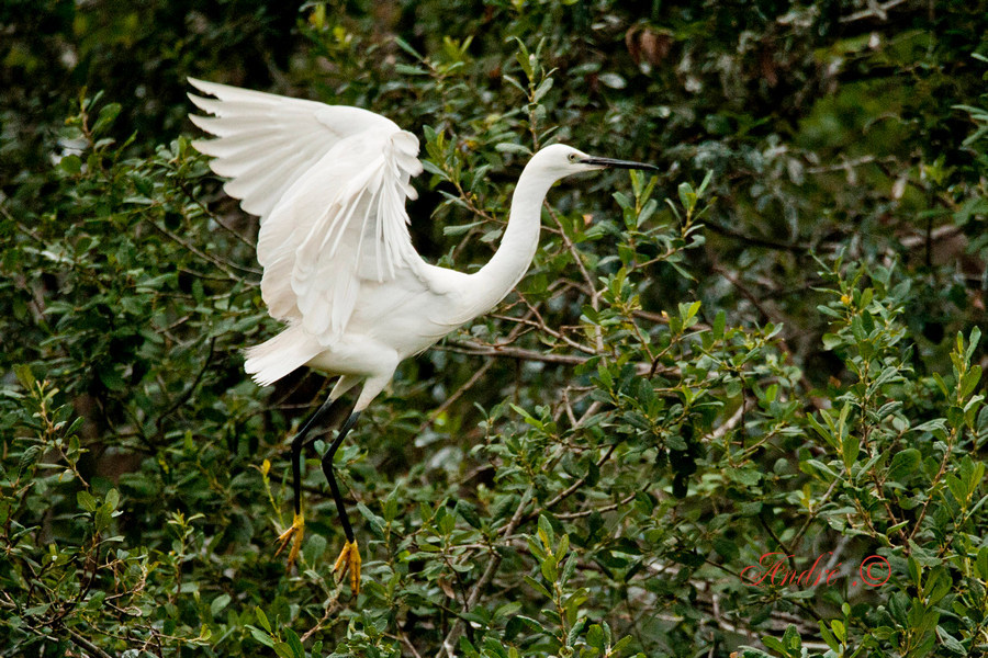 Aigrette garzette