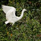 Aigrette garzette