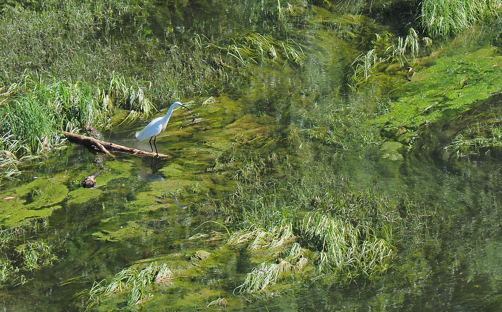 Aigrette garzette en bord de Garonne à Agen