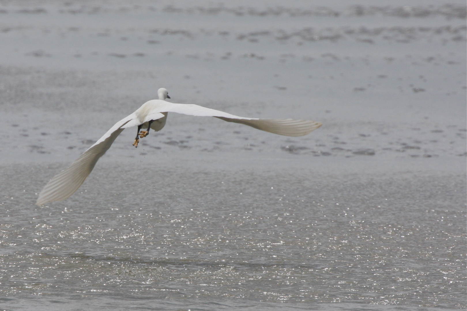 aigrette garzette en vol