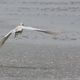 aigrette garzette en vol