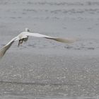 aigrette garzette en vol