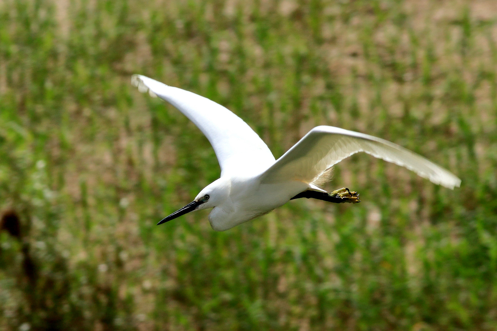 Aigrette garzette en vol