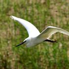 Aigrette garzette en vol