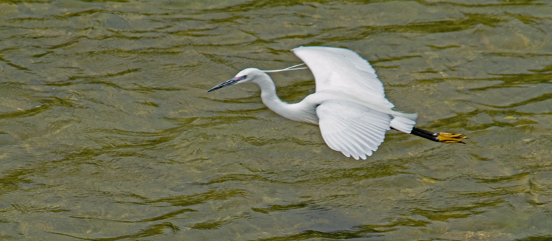 aigrette garzette: en vole