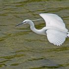 aigrette garzette: en vole