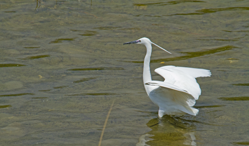 aigrette garzette: envole