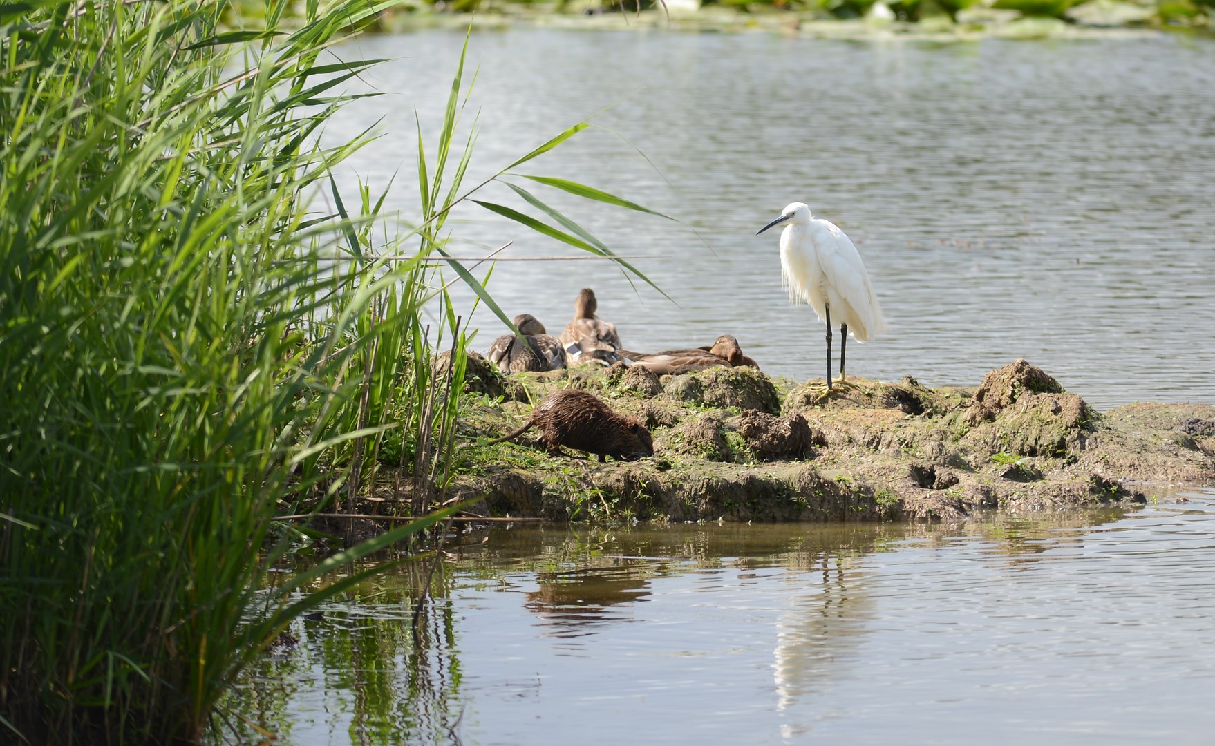 Aigrette garzette et ragondin