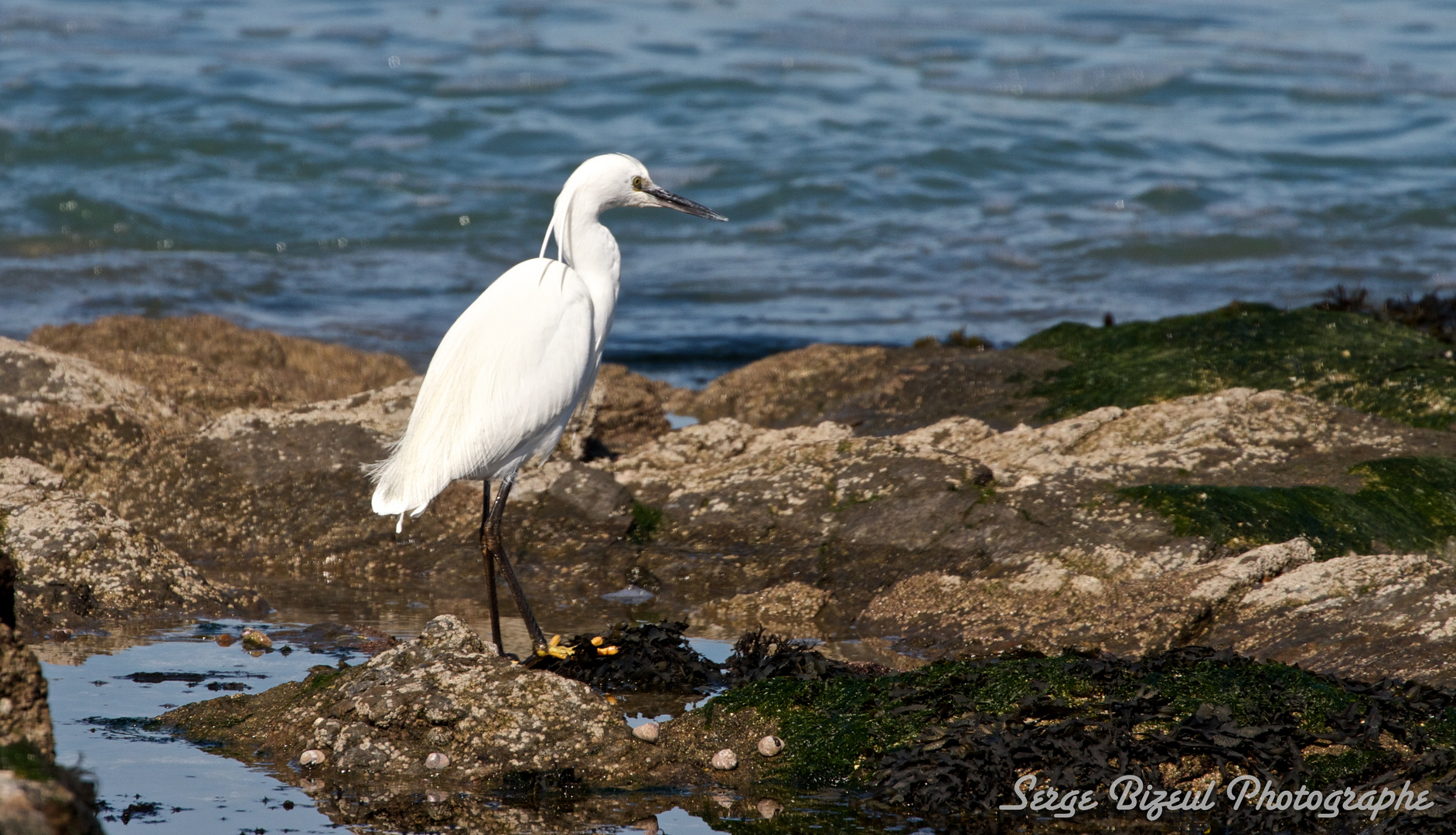 Aigrette Garzette