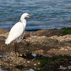 Aigrette Garzette