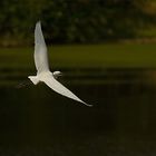 Aigrette Garzette