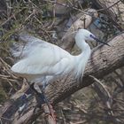 Aigrette Garzette nuptiale