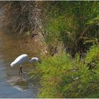 Aigrette garzette -- Parc écologique Izadia à Anglet